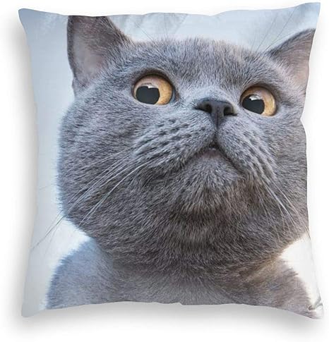 Amazon Co Jp 猫 面白い顔 クッションカバー 枕カバー 装飾枕カバー 座布団カバー ソファ背当て 抱き枕カバー ベルベット 柔らか 隠すファスナー 可愛い 車 クッション Home Kitchen