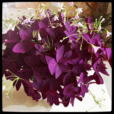 Amazon オキザリス球根 魅惑的な匂い 園芸植物 観賞植物 明るい色 鉢植えができます 切り花 園芸 香りのよい有機植物 エキゾチックな花 10 球根 花