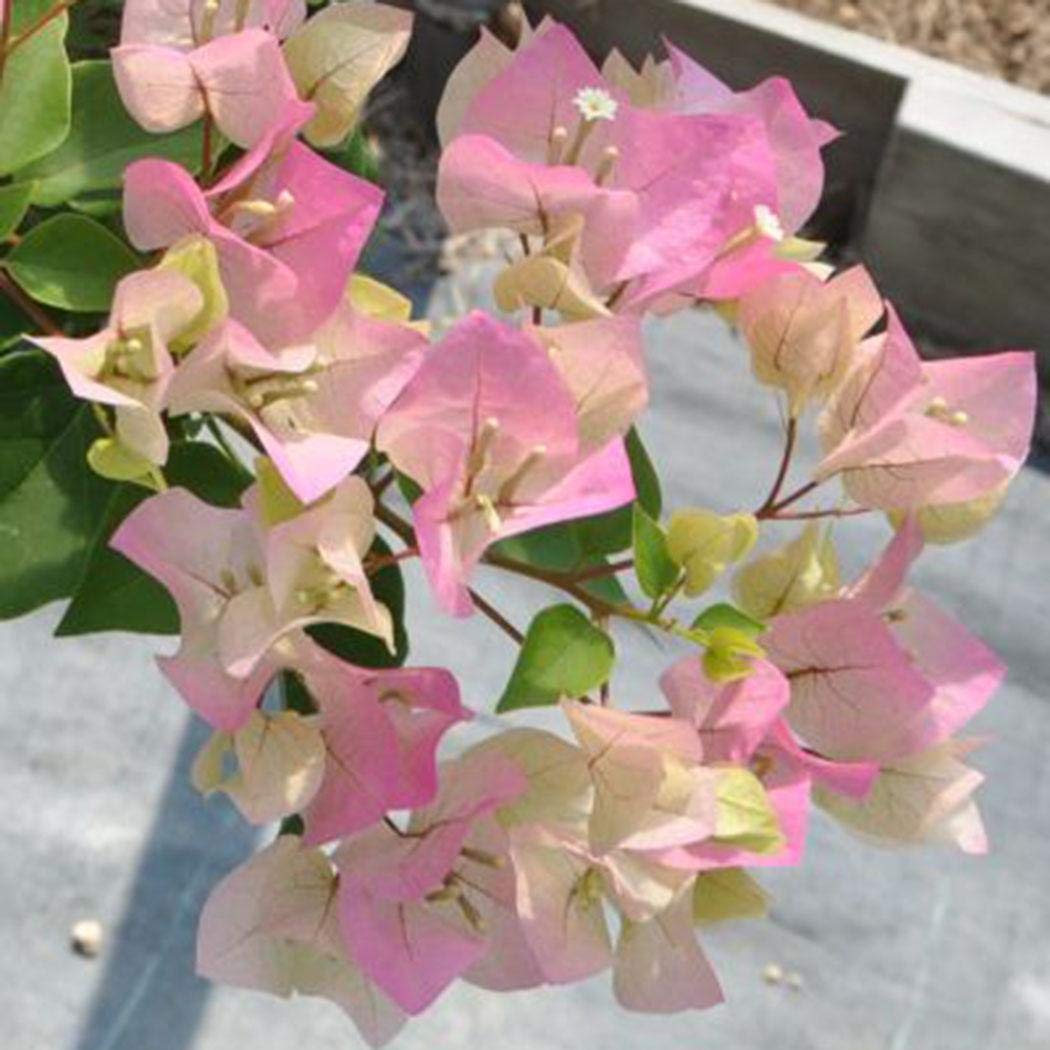 Ankidz Bougainvillea Flower Seeds Bonsai Tree Seeds Home Garden Planting Flowers