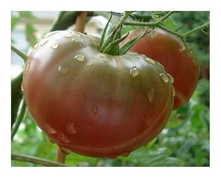 Tomate Black Krim - Tomate schwarze Krim - Tomaten Samen - 50 Samen