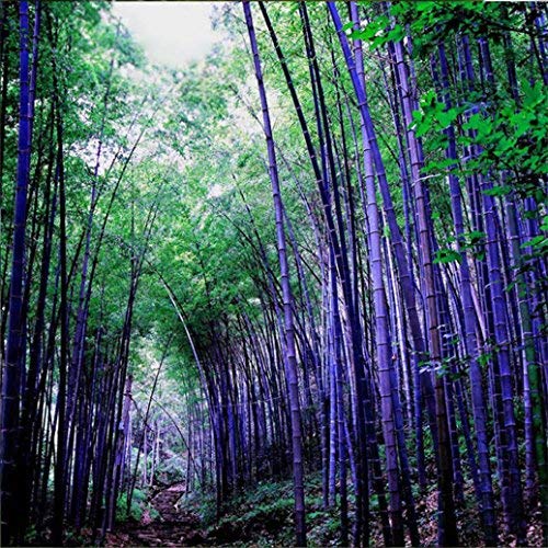 100Pcs Black Purple Green Phyllostachys Pubescens Moso Bamboo Seeds Garden Plant