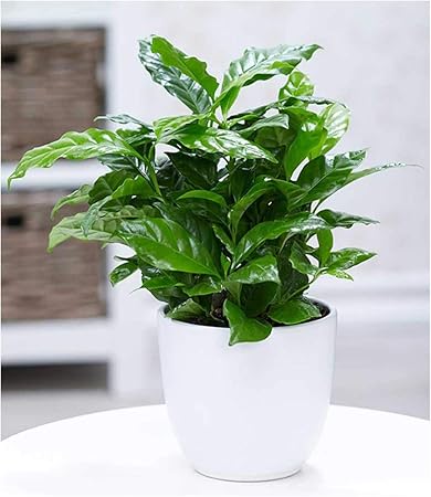BALDUR-Garten Coffea arabica, 1 Pflanze Kaffeestrauch Zimmerpflanze