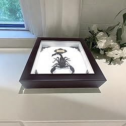 Real Forest Scorpion Specimen, Black Frame Shadow