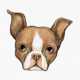 3D Printable Boston Terrier Dog - Articulated - Print In Place - Flexi - No Supports By EndK7