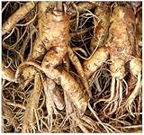 Chinese Ginseng - Panax ginseng Seeds - äººå‚ MEDICINAL & HERBAL - Cold Hardy To Zone 6 - By MySeeds.Co (010 Seeds - 10 Seeds - Pkt. Size)