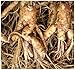 Chinese Ginseng - Panax ginseng Seeds - 人参 MEDICINAL & HERBAL - Cold Hardy To Zone 6 - By MySeeds.Co (010 Seeds - 10 Seeds - Pkt. Size)