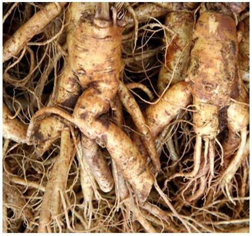 Chinese Ginseng - Panax ginseng Seeds - 人参 MEDICINAL & HERBAL - Cold Hardy To Zone 6 - By MySeeds.Co (010 Seeds - 10 Seeds - Pkt. Size)