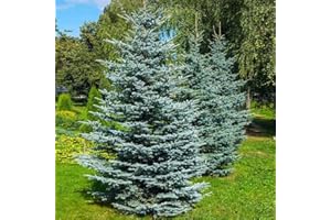 Brighter Blooms - Colorado Blue Spruce Tree, 1-2 ft. - No Shipping to AZ