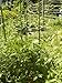 Gardener's Blue Ribbon STEZ1 Stake-It-Easy Plant-Staking System