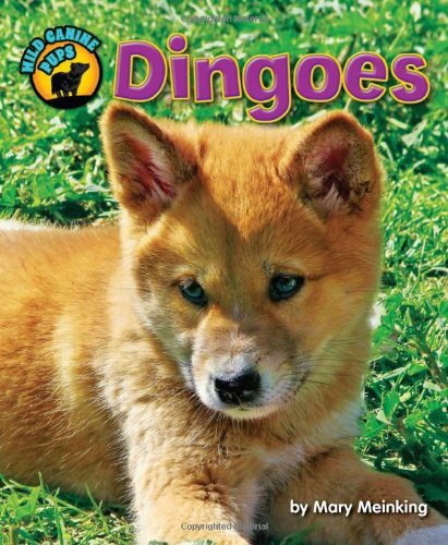 Dingoes (Wild Canine Pups)
