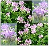 800 x WILD BERGAMOT HERB Seed - Monarda fistulosa Flower Seeds ~ Perennial FRAGRANT LAVENDER FLOWERS - Perennial In Zone 4-10 - By MySeeds.Co