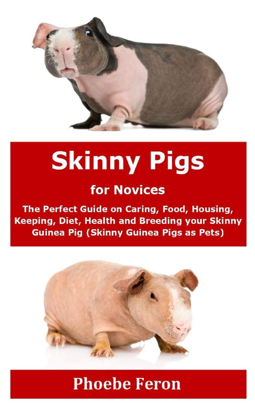 skinny pig care guide