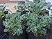 Root Pouch Degradable Pot Bundle of 25, 1 Gallon - 18 - 24 Month