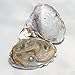 5PC Freshwater Cultured Love Wish Pearl Oyster with Pearl Inside Five Colors (Round Shape) (7-8mm).