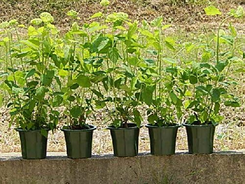 Amazon アジサイアナベル アナベル苗 ５本セットのアナベルで 自宅がアナベルのお庭に インターホン チャイム