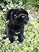 Faithful Friends Pug stuffed animal plush toy medium black