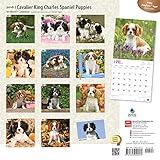 Image de Cavalier King Charles Spaniel Puppies 2016 Square 12x12