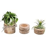 Nwsrayu Wooden Air Plant Holder Pack of 3 Wooden Air Plants Holders Air Plants Terrarium Tillandsia Streptophylla Xerographic