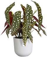 elho Jazz Round 19cm Flower Pot Indoor White Recycled Plastic view 3