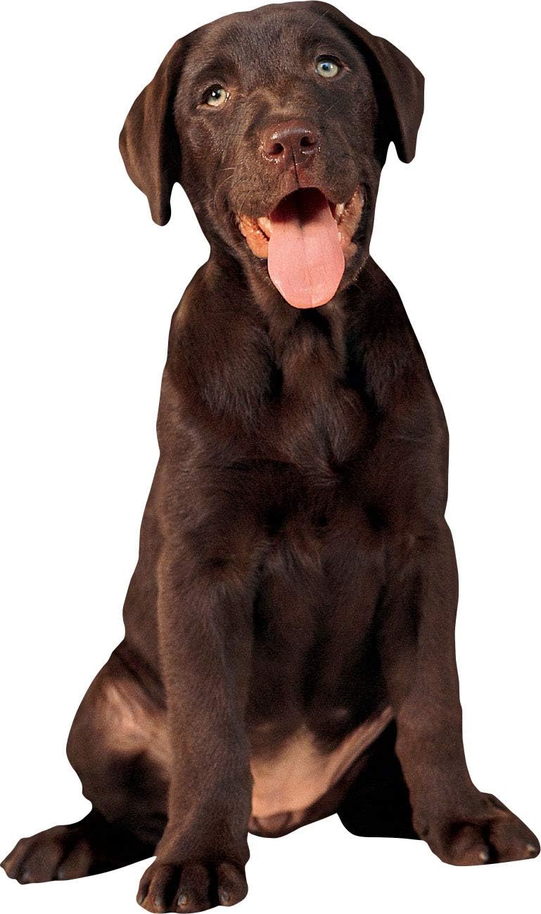 Which Is The Best House Shaped Refrigerator Magnets