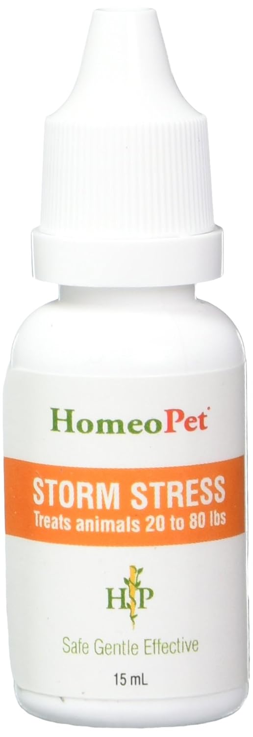 Do Dogs Hate Walking In The Rain