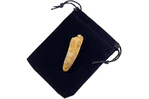 GOLDNUGGETMINER Genuine Large Spinosaurus Tooth with Velvet Bag - 1.5-2 inches Long