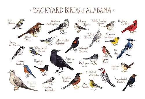 Amazon Com Backyard Birds Of Alabama Field Guide Art Print Handmade