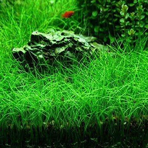 BigFamily Water Plant Seeds Glossostigma Hemianthus Callitrichoides Aquatic Water Grass Aquarium Decor Foreground