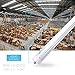 Brillihood 40w T8 T10 T12 8FT LED Tube Light, Single Pin FA8 Base, 6000K Cool White, 4500 Lumens, Fluorescent Bulb Replacement, Clear Cover, Dual-Ended Power (Pack of 10)