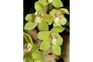BLOOMIFY Leafless Orchid Chiloschista segawai, pale green or yellow flowers