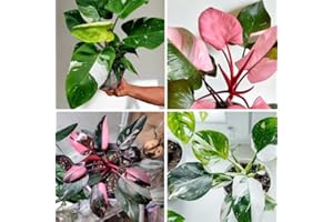 TANKDA 2 Rare Philodendron Live Plants Varieties Collection, Philodendrons Plants Size 5-9 Inc for Indoor Houseplant Décor, Ornamental Tropical Well-Rooted (Random Philodendron Plants)