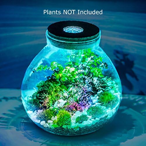 4" LED Tulip Jar Glass Terrarium with Cork Lid
