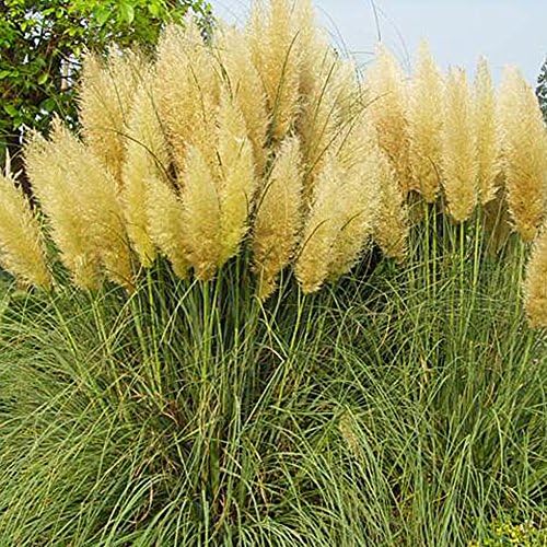Dyyicun12 1000Pcs Pampas Grass Cortaderia Selloana Flower Rare Reed Seeds Garden Plant Yellow