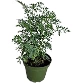 Ruda Rue Plant 4 inch Pot Herb Live Plant