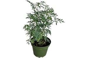 DOSE OF SUCCULENTS Ruda Rue Plant 4 inch Pot Herb Live Plant