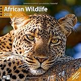 African Wildlife 2016 Art12 Collection by