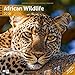 African Wildlife 2016 Art12 Collection by