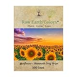 Mammoth Sunflower Seeds for Planting to Plant About
