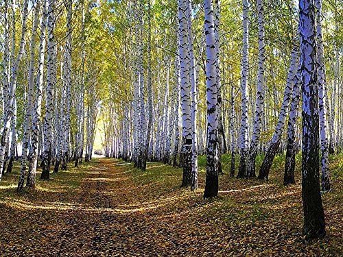 Rainbow Snail White Birch Tree Forest - Oil Painting On Canvas Modern Wall Art Pictures For Home Decoration ?24 x 36 inch,Frameless)