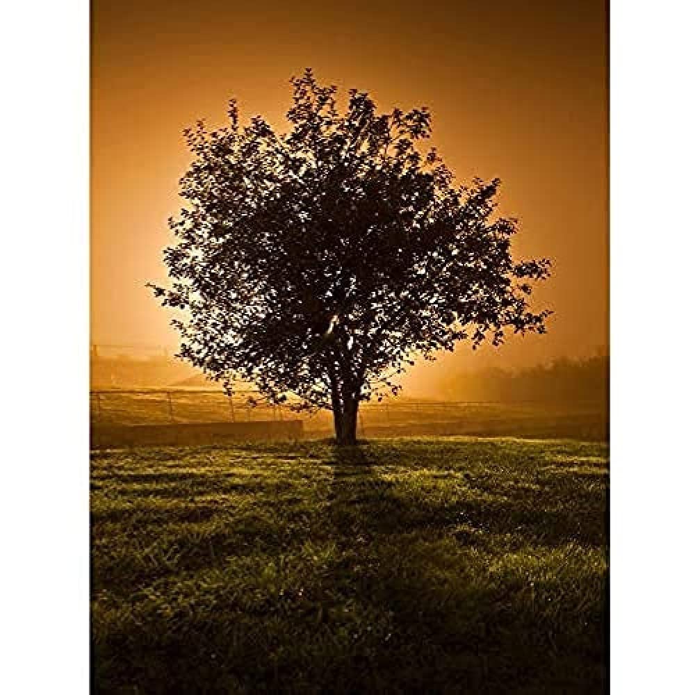 Lone Tree Sunset Photo Art Print Canvas Premium Wall Decor Poster