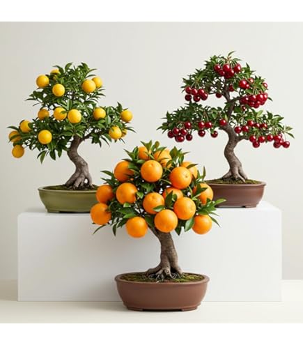 pompon bonsai San Jose Juniper Topiary – Lichtenfelt's main image 0