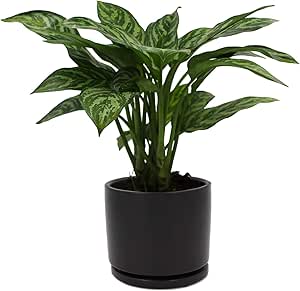 Amazon.com : Houseplant Homestead Chinese Evergreen ...