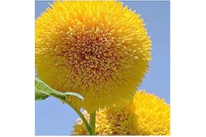 MARDE ROSS & COMPANY Teddy Bear Sunflower Seeds – 30+ Giant, Fluffy Blooms – Heirloom Flower Seeds for Outdoor Planting – Grows Up to 7’ Tall in Full Sun - Grown in The USA