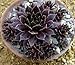 Black Hens & Chicks - Sempervivum - Very Hardy - 4