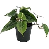 Heart Leaf Philodendron - Easiest House Plant to Grow - 4" Pot - Live Plant