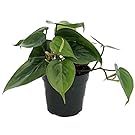 Heart Leaf Philodendron - Easiest House Plant to Grow - 4" Pot - Live Plant