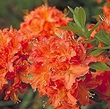 Mandarin Lights Deciduous Exbury Azalea - Very Hardy - 2.5