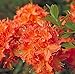 Mandarin Lights Deciduous Exbury Azalea - Very Hardy - 2.5