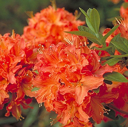 Mandarin Lights Deciduous Exbury Azalea - Very Hardy - 2.5