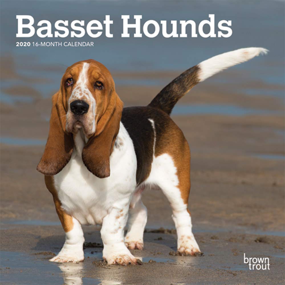 Browntrout Publishers I Basset Hounds 2020 Mini Wall Calen Browntrout Publishing Amazon De Bucher